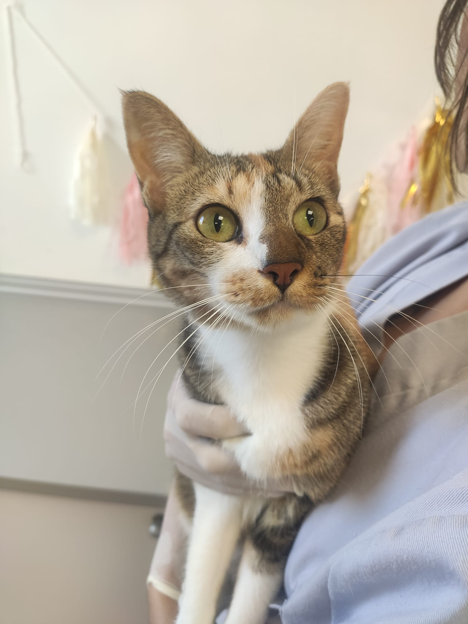 Foto de Palmira